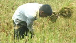 Man picking rice in paddy field