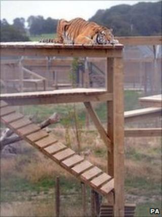 Tanvir the tiger on top of his climbing frame