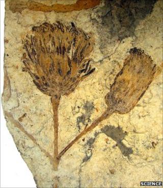 Fossil flower (Science)