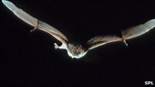 Vampire bat