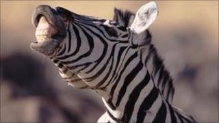 Zebra