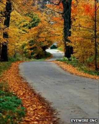 Autumn leaves