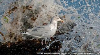 Seagull on rocks