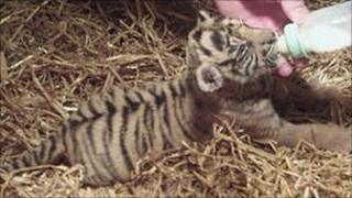 Sumatran tiger cub