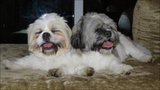 Buzz and Indy