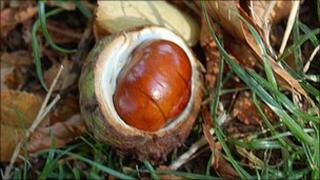 Conkers