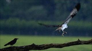 Osprey clutching a trout