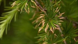 Sudden Oak Death attacking a Japanese Larch