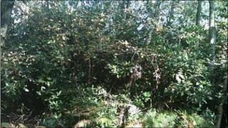 Rhododendron bushes at Swanholme Lakes