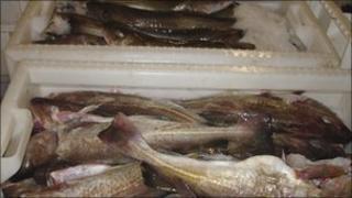 fish at Lerwick port