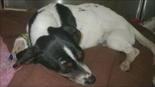 Daisy, the abandoned Jack Russell