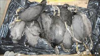 Birds which died at Wanstead Flats