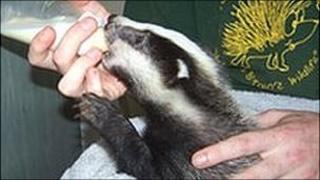 Young badger at the Vale Wildlife Hospital