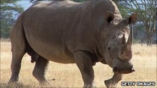A white rhinoceros at Lake Nakuru National Park, Kenya