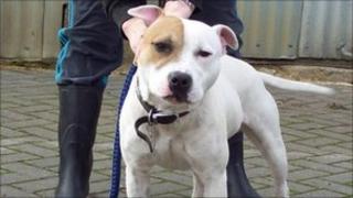 Diesel, a Staffordshire Bull Terrier