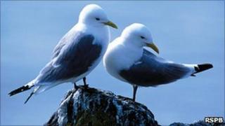 Kittiwakes/RSPB