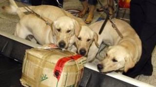 Sniffer dogs