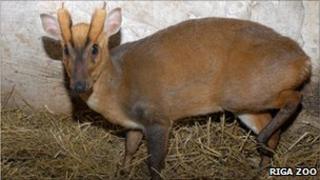 The deer has been called Patriks in Latvia