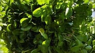 Cress plant