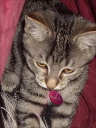Tabby cat on John Hemming's blog