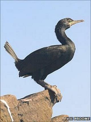 Adult European shag off Alderney
