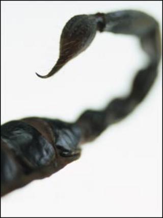 Scorpion tail