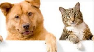 dog and cat