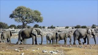 Elephants at a watering hole (Image: BBC)