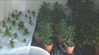 Cannabis plants found at property in Minster