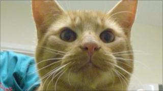 Walter the cat