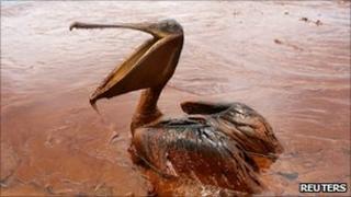 Oil covered Pelican