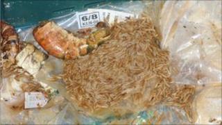 Maggots found by inspectors