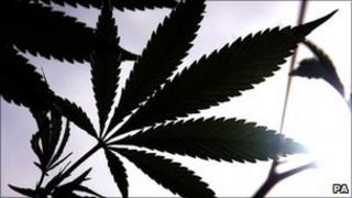 Cannabis plant