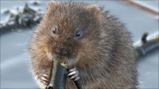 water vole