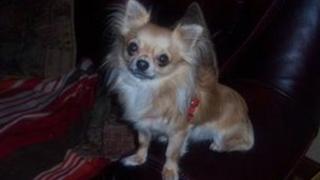 "Bruce" the Chihuahua