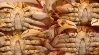 Crabs