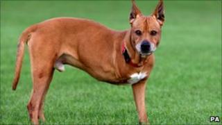 Buster the ridgeback cross