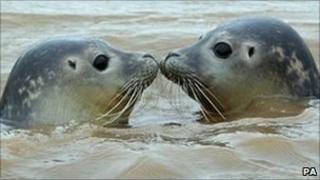 Two of the four pups after their release