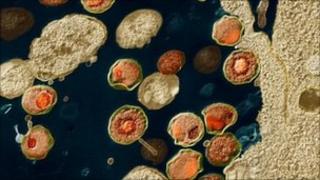 Chlamydia bacteria