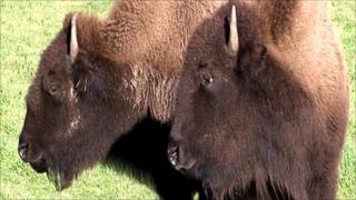 Bison