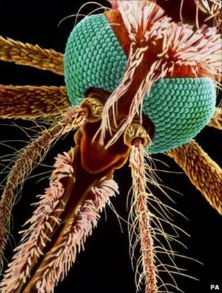 Комар несет малярийных паразитов