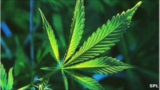 Cannabis plant