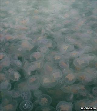 Moon jellyfish (Image: Michelle Cronin/Coastal & Marine Resources Centre)