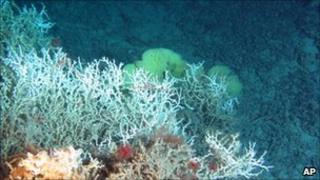Deep sea coral reef in the Atlantic Ocean