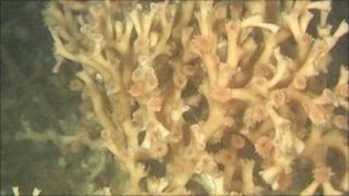 Коралл холодной воды Lophelia Pertusa