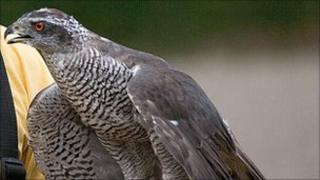 Goshawk stolen from pen in Suffolk