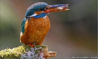 Female kingfisher with fish in her mouth (by Vikki Muldowney, from BBC Autumnwatch Flickr group)