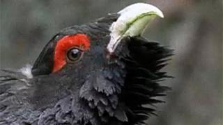 Capercaillie