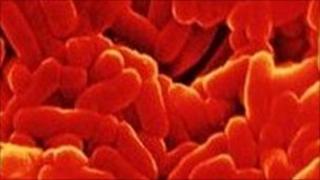 Mycobacterium tuberculosis
