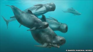 Artist's impression of Hoekman's blunt-snouted dolphin (R Bakker/Manimal Works)